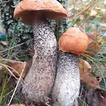 Βίλα Dom Na Mazurach - Gasiorowo Lichtenstein Ostpreussen