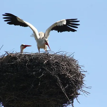 빌라 Dom Na Mazurach - Gasiorowo Lichtenstein Ostpreussen
